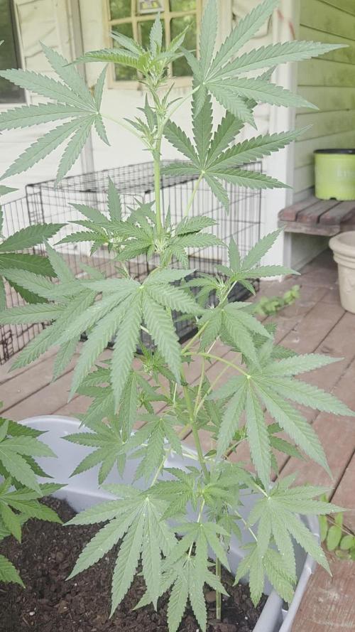 Blue dream and Bruce Banner