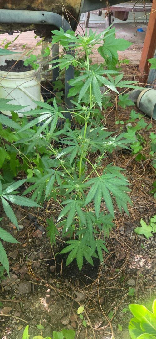 Blue dream and Bruce Banner. Week 12 - So hot