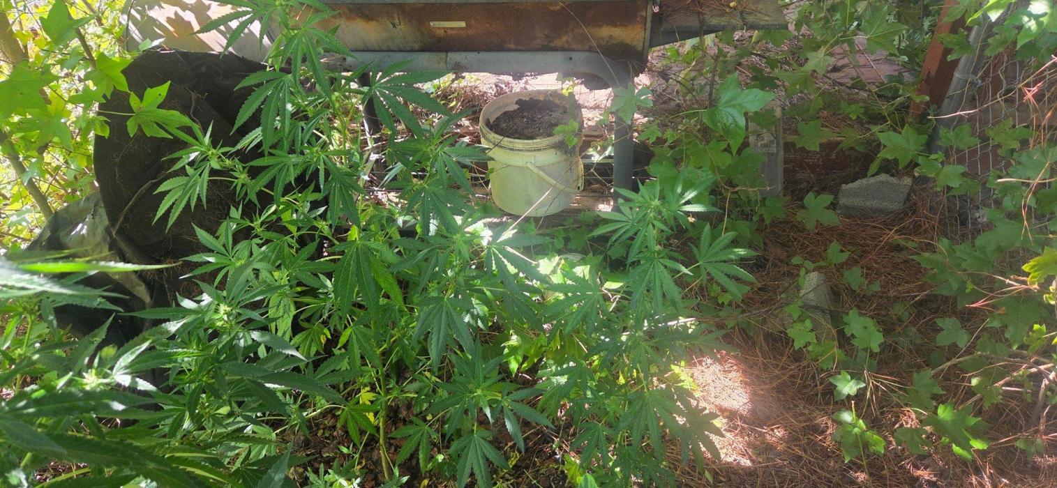 Blue dream and Bruce Banner. Week 13 - Come on we need to model 