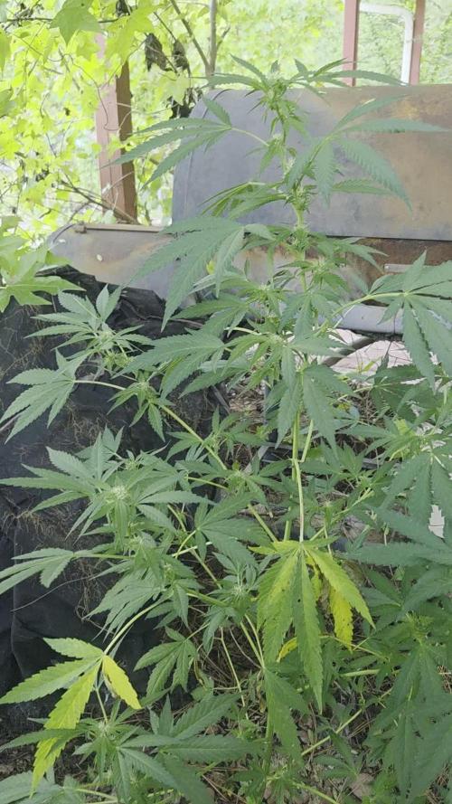 Blue dream and Bruce Banner
