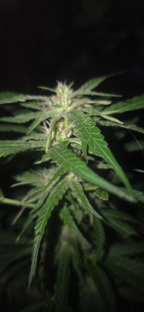 Blue dream and Bruce Banner. Week 15 - Taken last night 