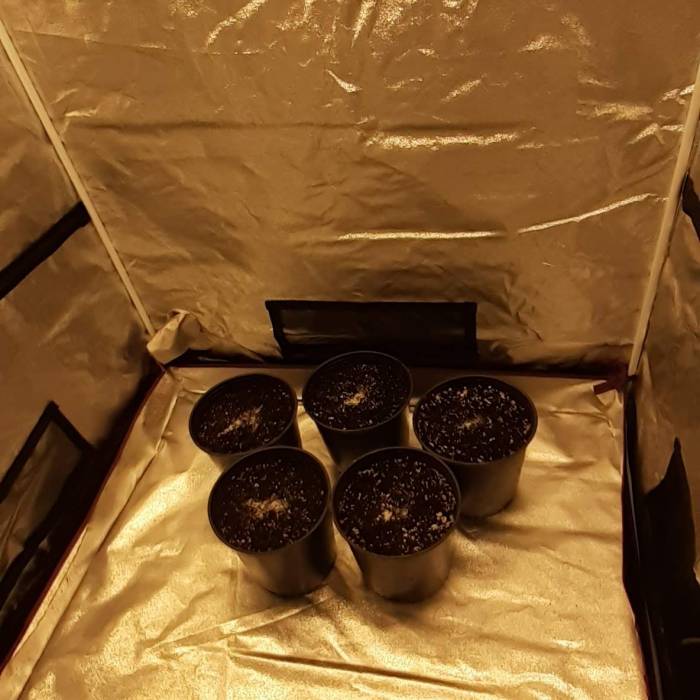 Second Auto Grow 2020. Week 1