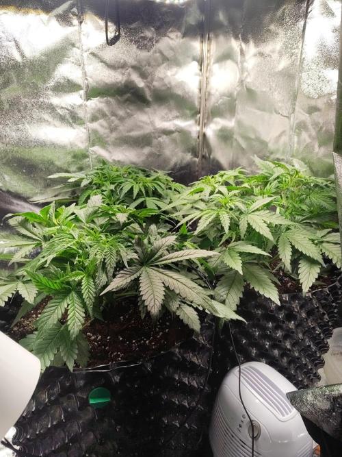 Pineapple express auto. Week 4