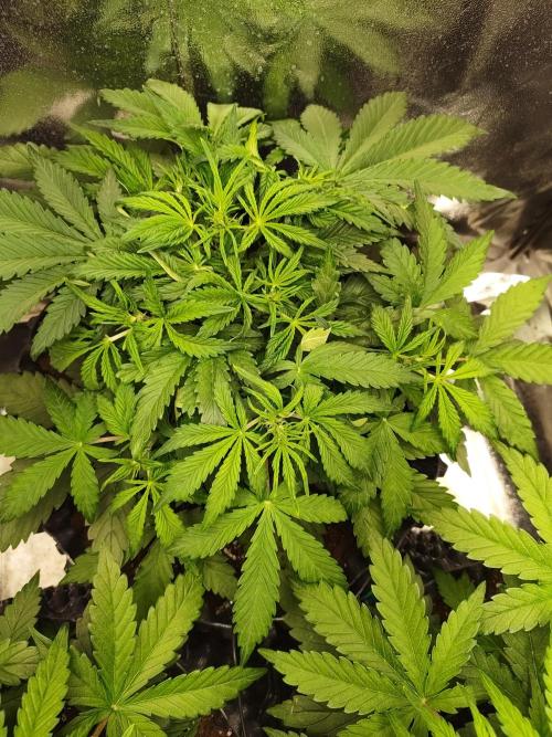 Pineapple express auto. Week 4