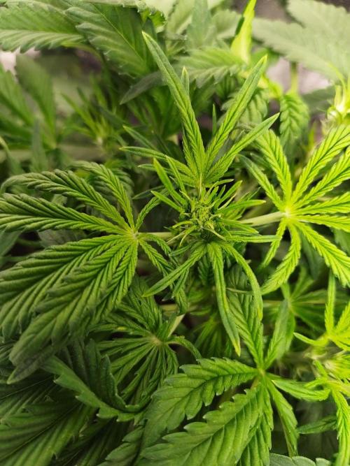 Pineapple express auto. Week 4