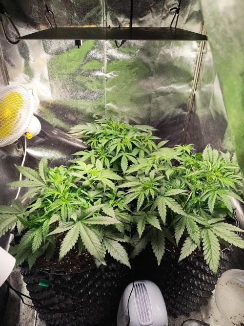 Pineapple express auto. Week 4