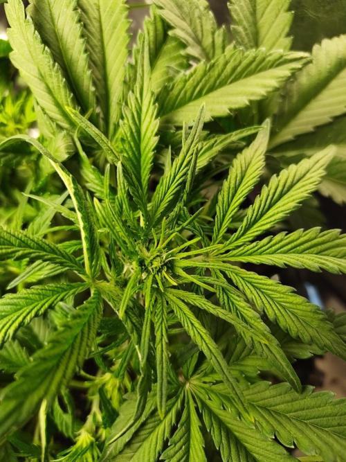 Pineapple express auto. Week 4