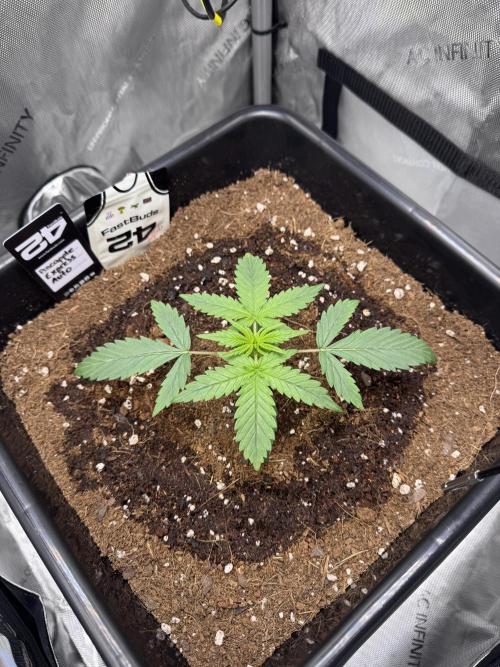 Pineapple Express Auto. Week 3