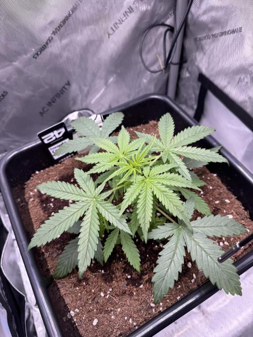 Pineapple Express Auto. Week 4