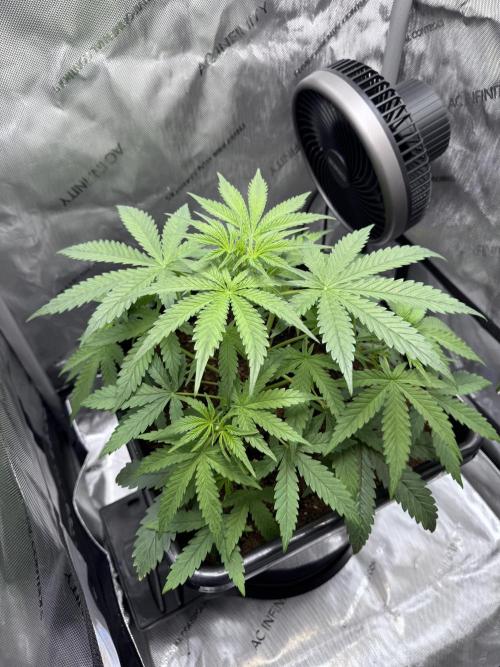 Pineapple Express Auto. Week 5