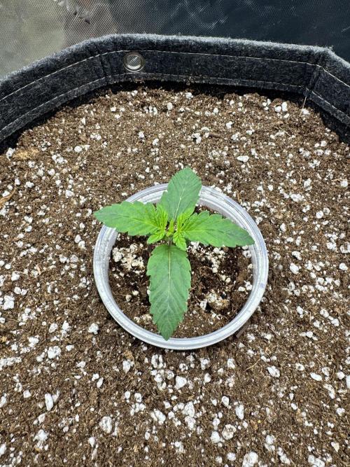 Apple Betty 🍎🥧. Week 0 - 5/11