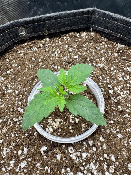 Apple Betty 🍎🥧. Week 0 - 5/12