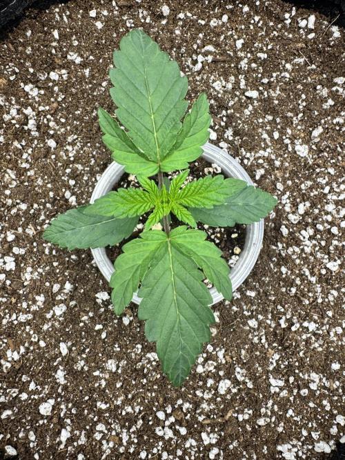 Apple Betty. Week 0