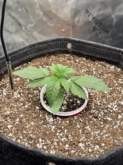 Apple Betty 🍎🥧. Week 0 - 5/16