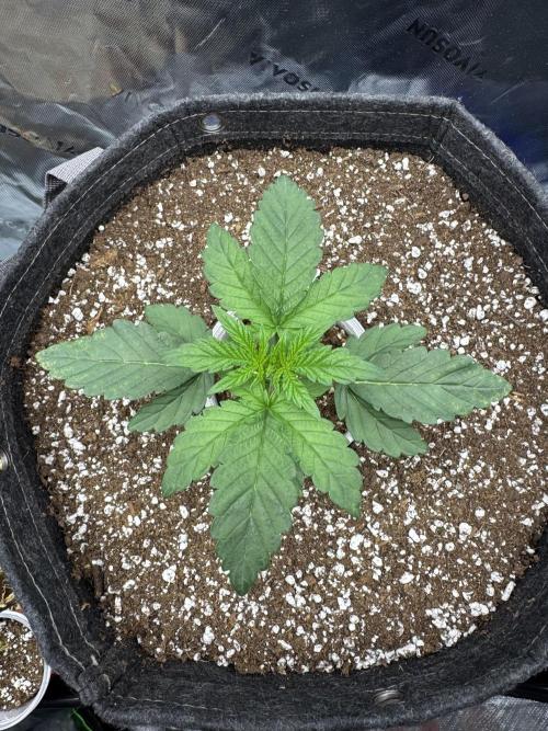 Apple Betty 🍎🥧. Week 0 - 5/18