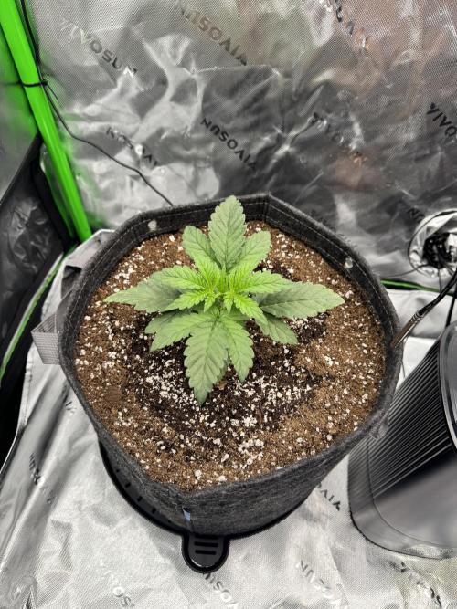 Apple Betty 🍎🥧. Week 1 - 5/19