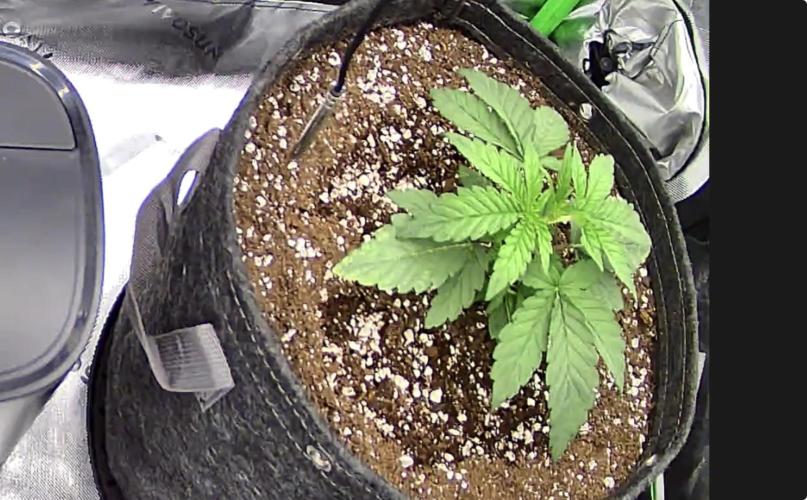 Apple Betty 🍎🥧. Week 1 - 5/20