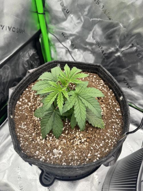 Apple Betty 🍎🥧. Week 1 - 5/23