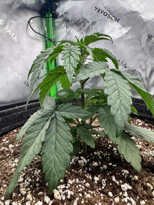 Apple Betty 🍎🥧. Week 1 - 5/24