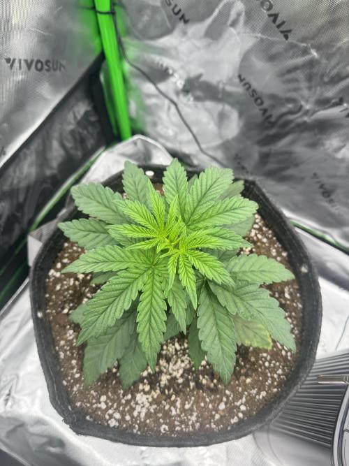 Apple Betty 🍎🥧. Week 2 - 5/25