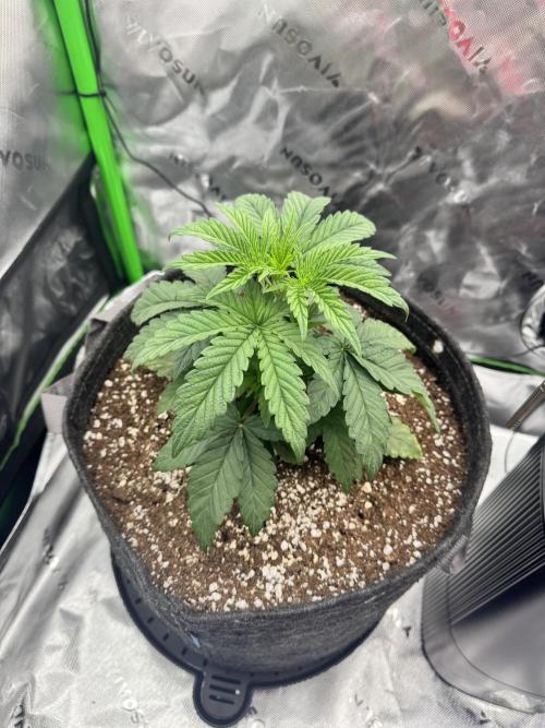 Apple Betty 🍎🥧. Week 2 - 5/26