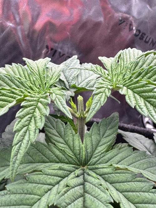 Apple Betty 🍎🥧. Week 2 - 5/27 after topping