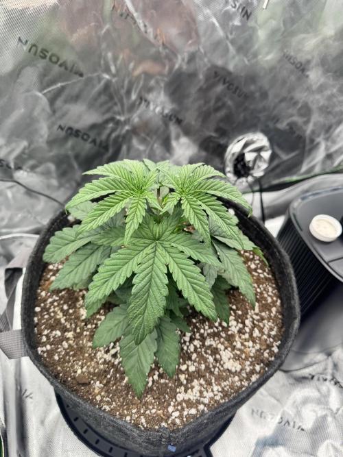 Apple Betty 🍎🥧. Week 2 - 5/28