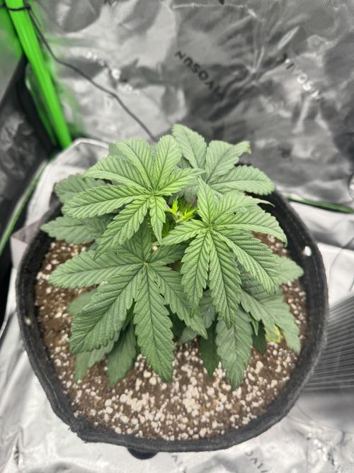Apple Betty 🍎🥧. Week 2 - 5/29
