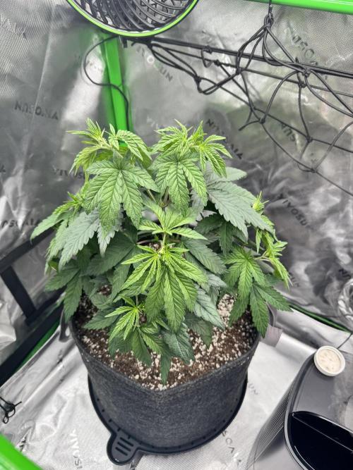 Apple Betty. Week 3