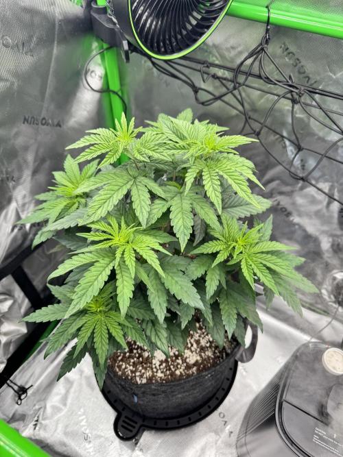 Apple Betty 🍎🥧. Week 4 - 6/9