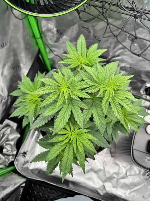 Apple Betty 🍎🥧. Week 4 - 6/9