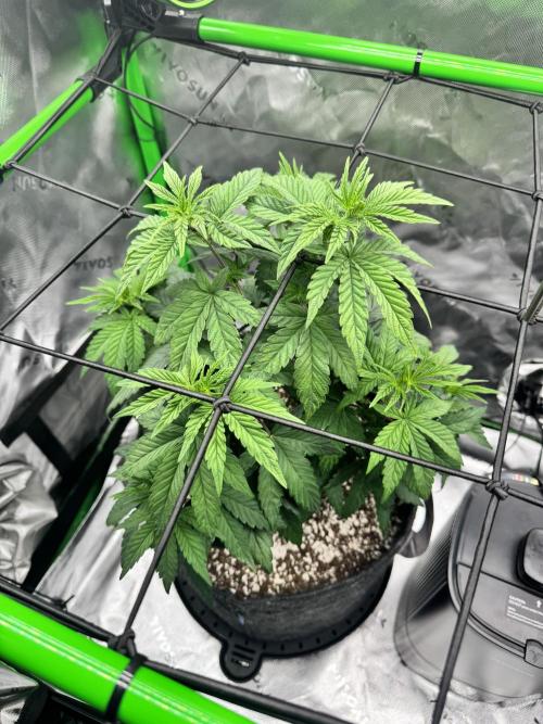 Apple Betty 🍎🥧. Week 4 - 6/11