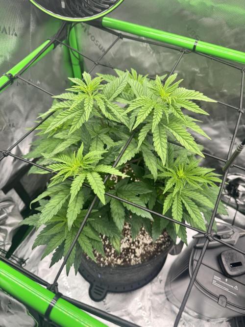 Apple Betty 🍎🥧. Week 4 - 6/12