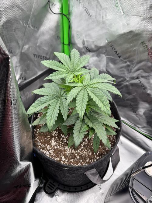 Apple Betty 🍎🥧. Week 3 - 6/1