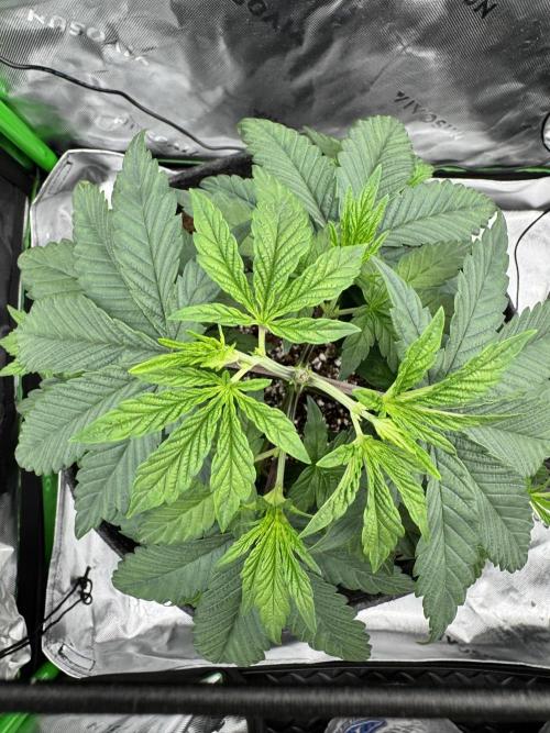 Apple Betty 🍎🥧. Week 3 - 6/3