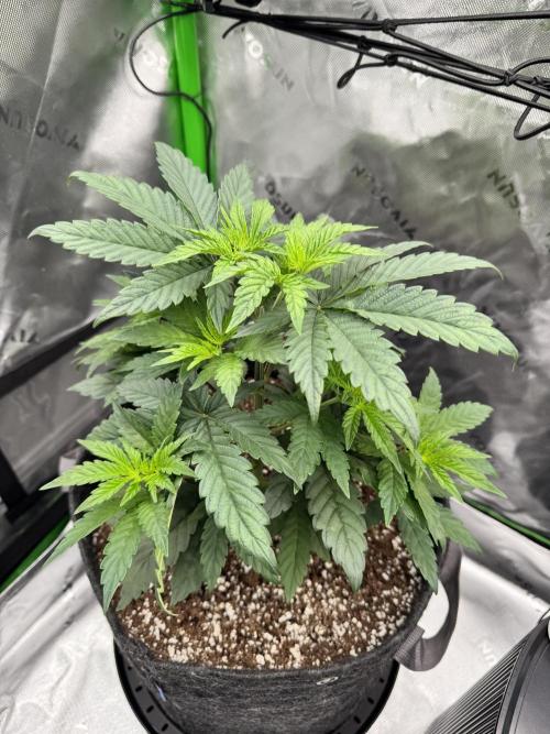 Apple Betty 🍎🥧. Week 3 - 6/3