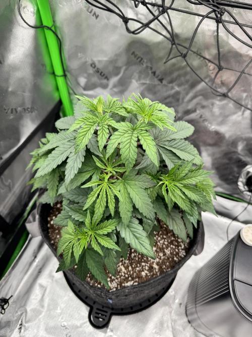 Apple Betty 🍎🥧. Week 3 - 6/5