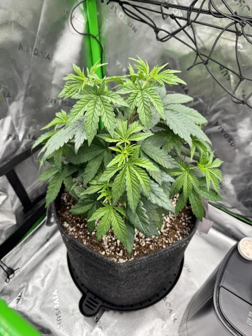 Apple Betty 🍎🥧. Week 3 - 6/6