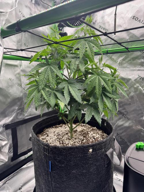 Apple Betty 🍎🥧. Week 5 - 6/14