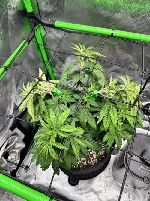 Apple Betty 🍎🥧. Week 5 - 6/16