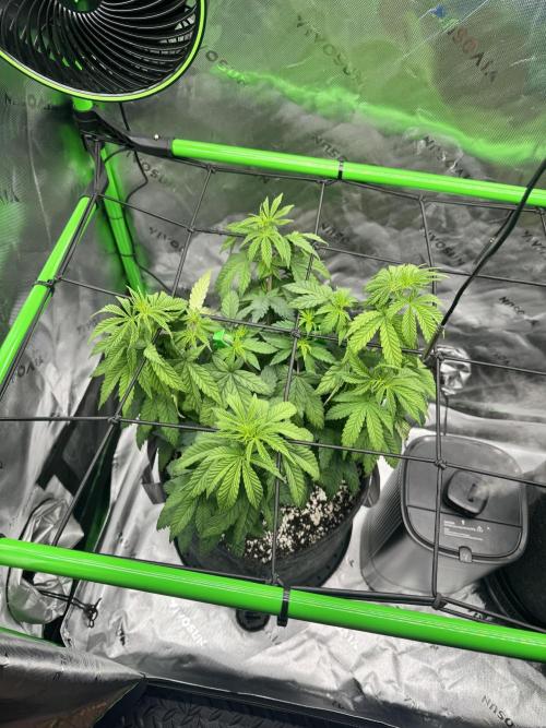 Apple Betty 🍎🥧. Week 5 - 6/17