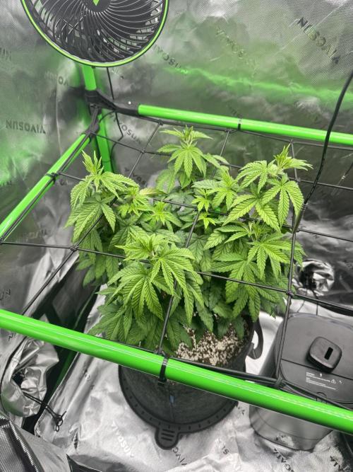 Apple Betty 🍎🥧. Week 5 - 6/19