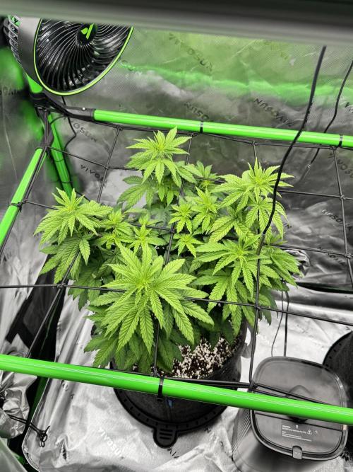 Apple Betty 🍎🥧. Week 5 - 6/20