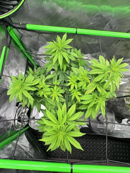 Apple Betty 🍎🥧. Week 5 - 6/20