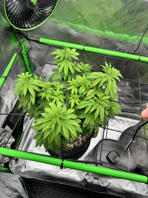 Apple Betty 🍎🥧. Week 6 - 6/22