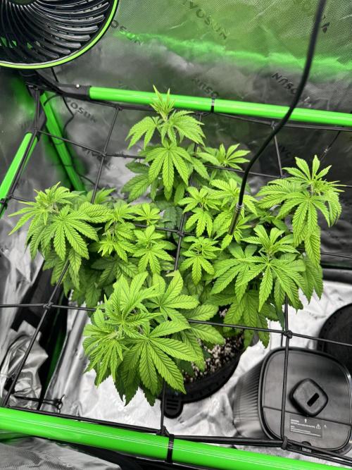 Apple Betty 🍎🥧. Week 6 - 6/23