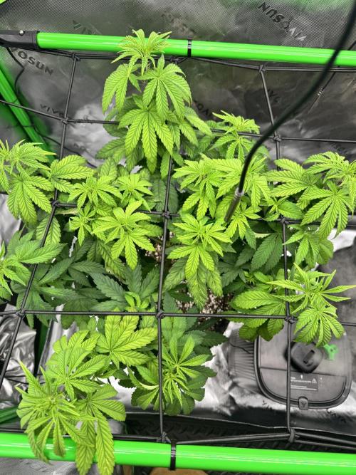 Apple Betty 🍎🥧. Week 6 - 6/25