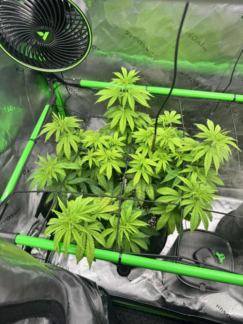 Apple Betty 🍎🥧. Week 6 - 6/26
