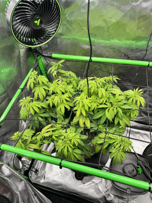 Apple Betty 🍎🥧. Week 7 - 6/29