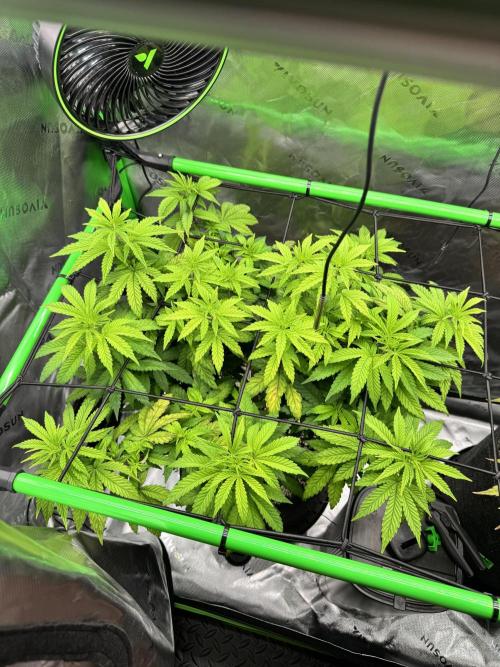 Apple Betty 🍎🥧. Week 7 - 6/30